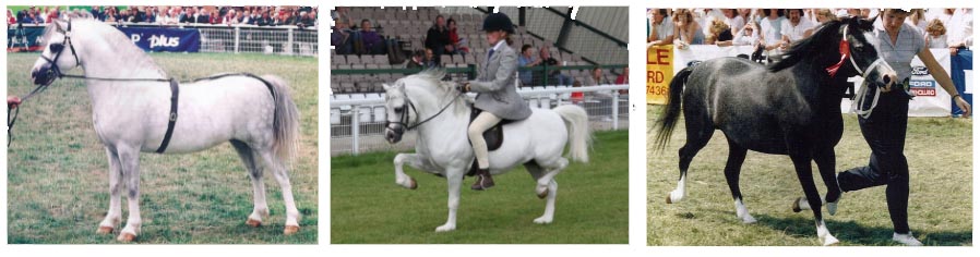 Welsh Cob Pony